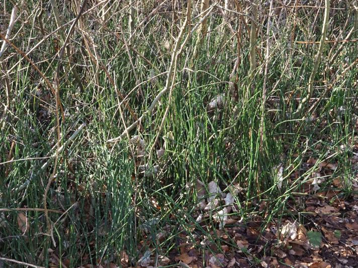 Skavgræs (Equisetum hyemale)