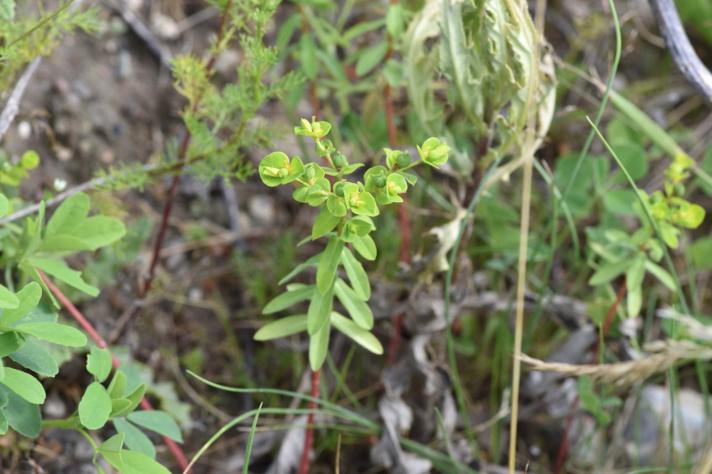 Bredbladet Vortemælk (Euphorbia platyphyllos)