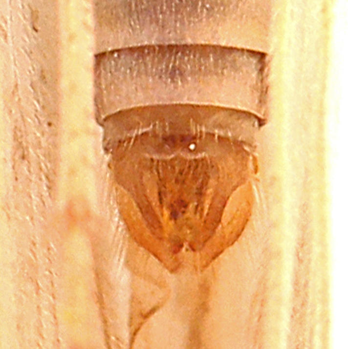 Agrypnia pagetana