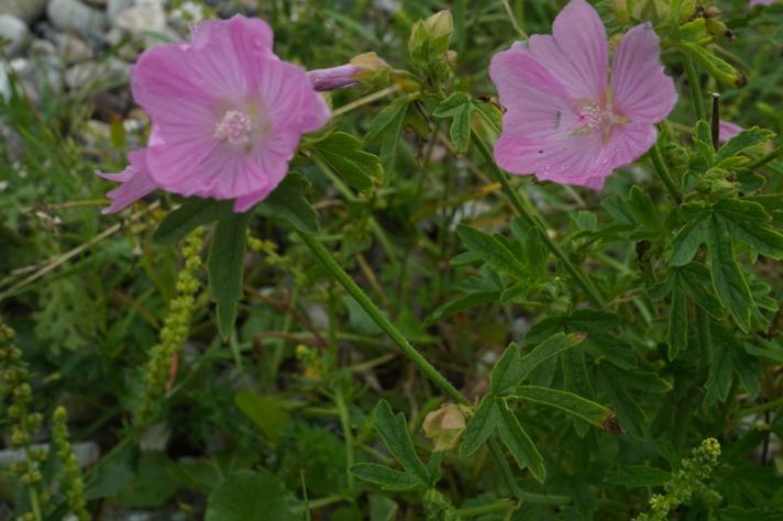 Malva alcea x moschata