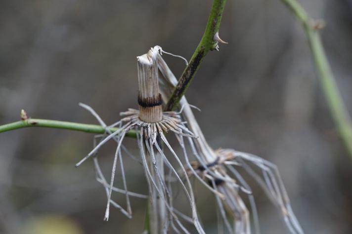 Elfenbens-Padderok (Equisetum telmateia)