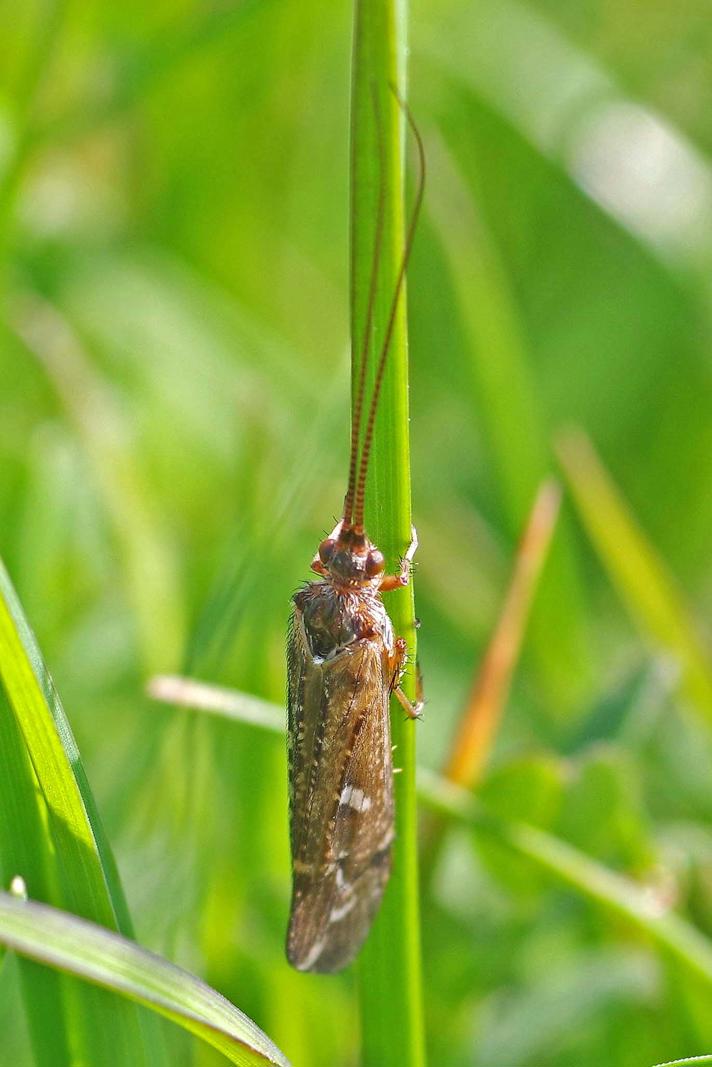 Glyphotaelius pellucidus