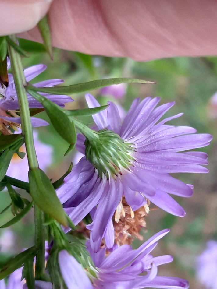 Virginia-Asters