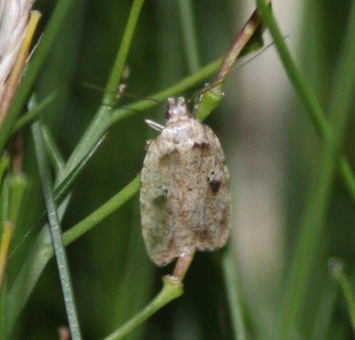 Agonopterix propinquella