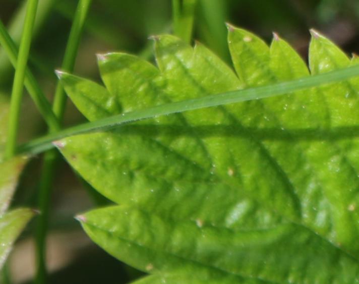 Jordbær sp.