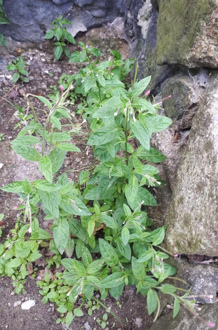 Rosen-Dueurt (Epilobium roseum)