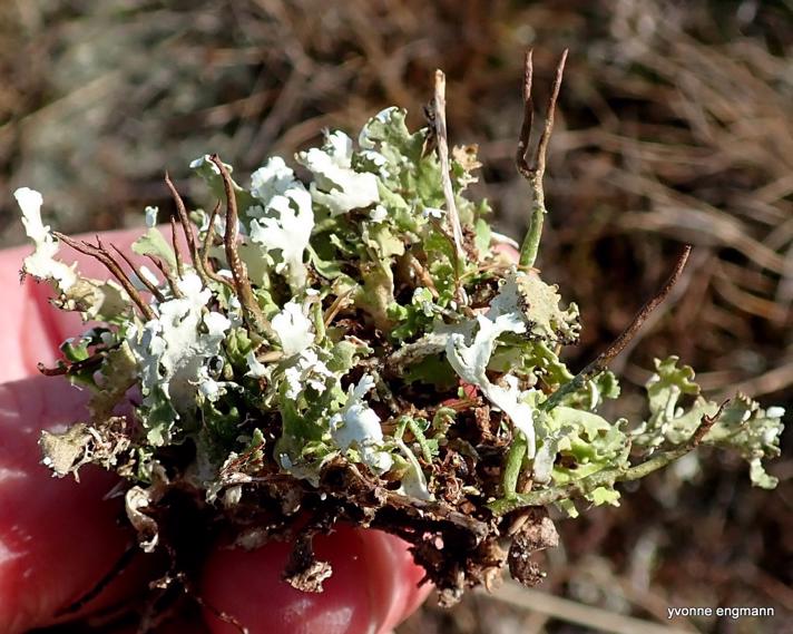 Fliget Bægerlav (Cladonia foliacea)