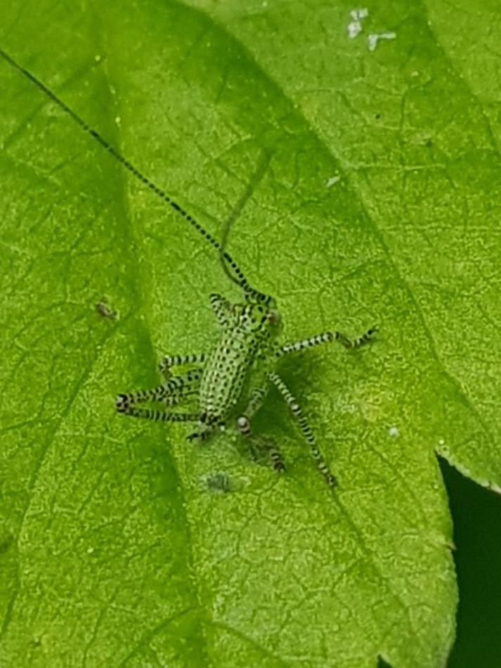 Krumknivgræshoppe (Leptophyes punctatissima)