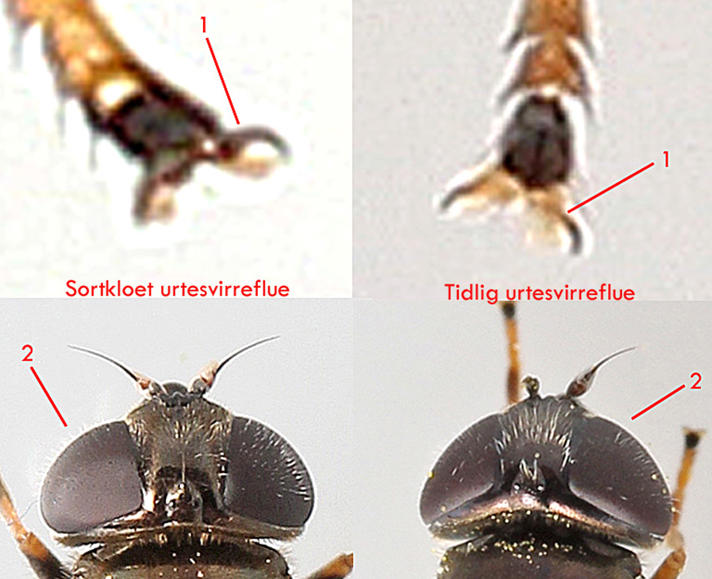 Sortkloet Urtesvirreflue