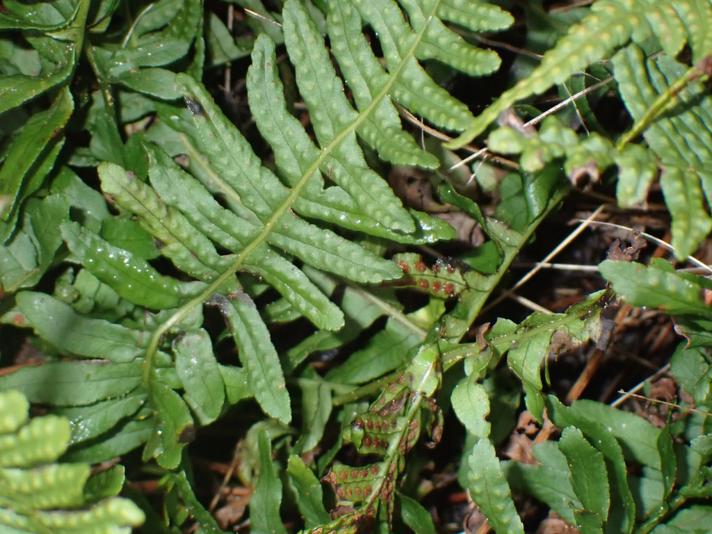 Almindelig Engelsød (Polypodium vulgare)