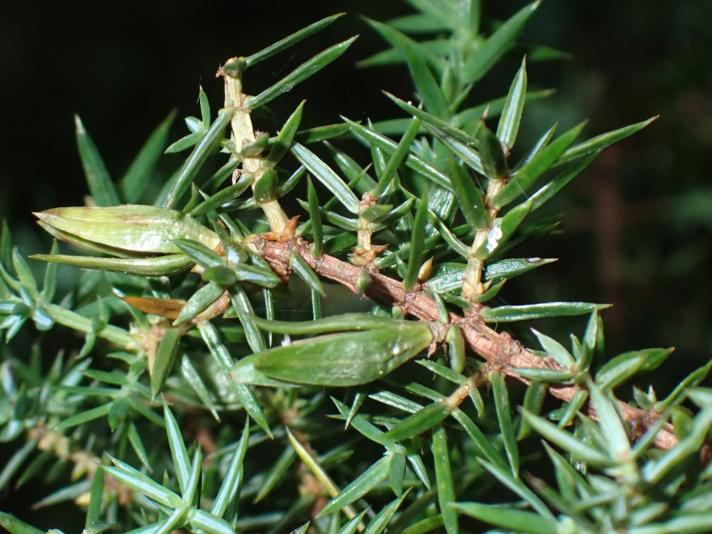 Kikbærgalmyg (Oligotrophus juniperinus)