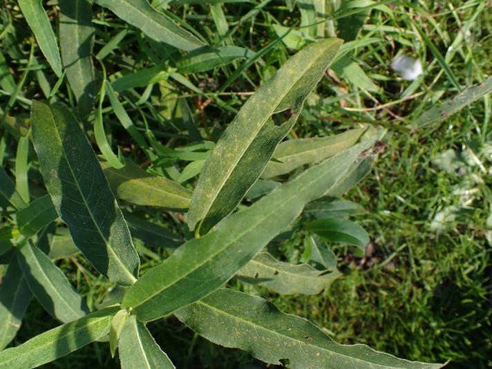 Puccinia polygoni-amphibii