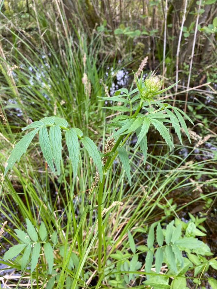 Hyldebladet Baldrian s.lat. (Valeriana sambucifolia s.lat.)