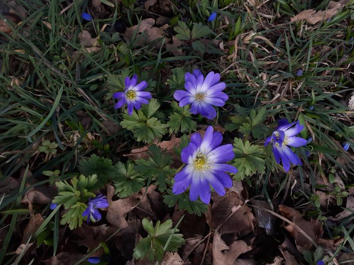 Balkan-Anemone