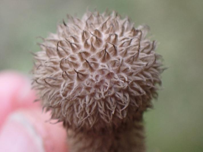 Pindsvine-Støvbold (Lycoperdon echinatum)
