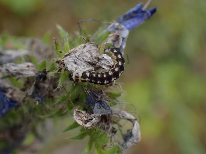 Ethmia terminella