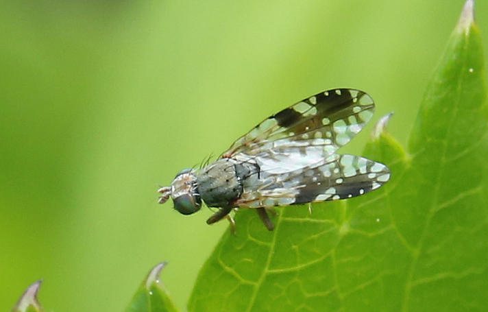 Tephritis dilacerata