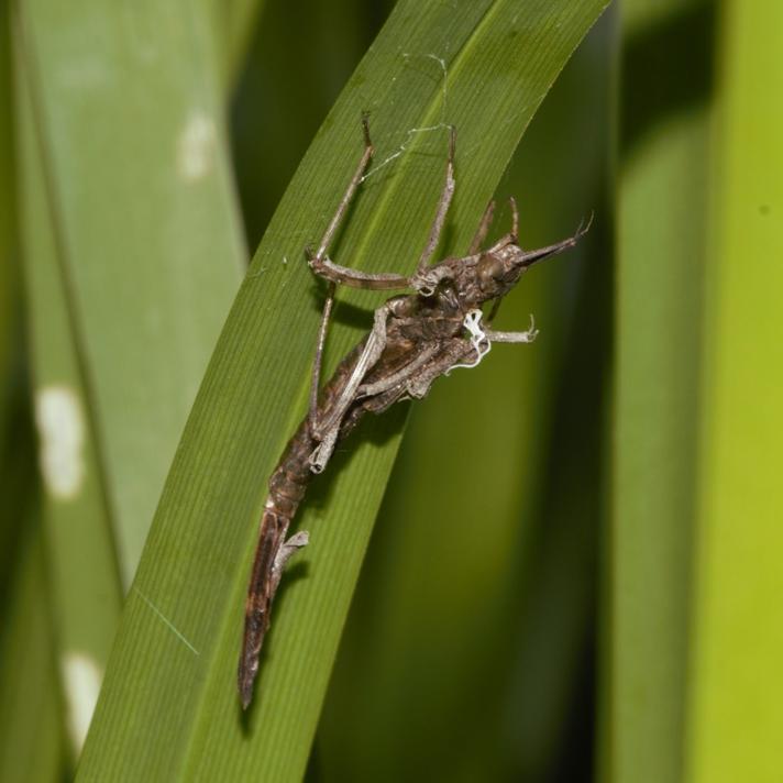 Majflue sp. (E. danica/vulgata)