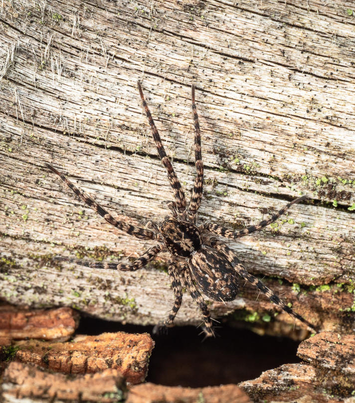 Acantholycosa lignaria