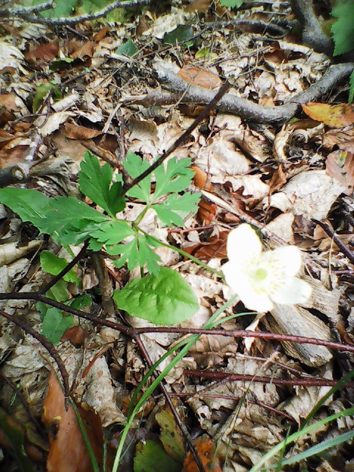 Hvid Anemone (Anemone nemorosa)