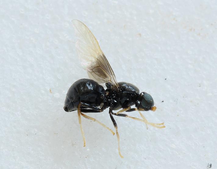 Eupachygaster tarsalis