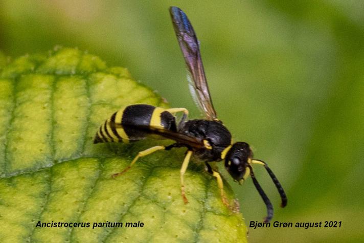 Ancistrocerus parietum