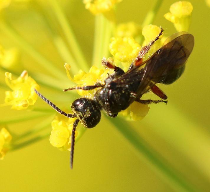 Tiphia femorata