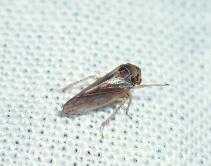 Birkecikade (Oncopsis flavicollis)