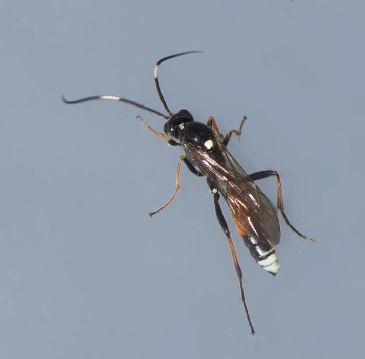 Tricholabus strigatorius