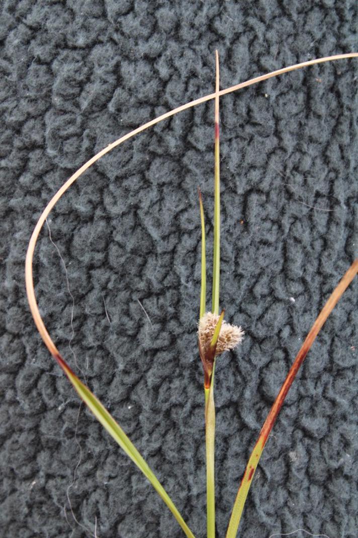 Smalbladet Kæruld (Eriophorum angustifolium)