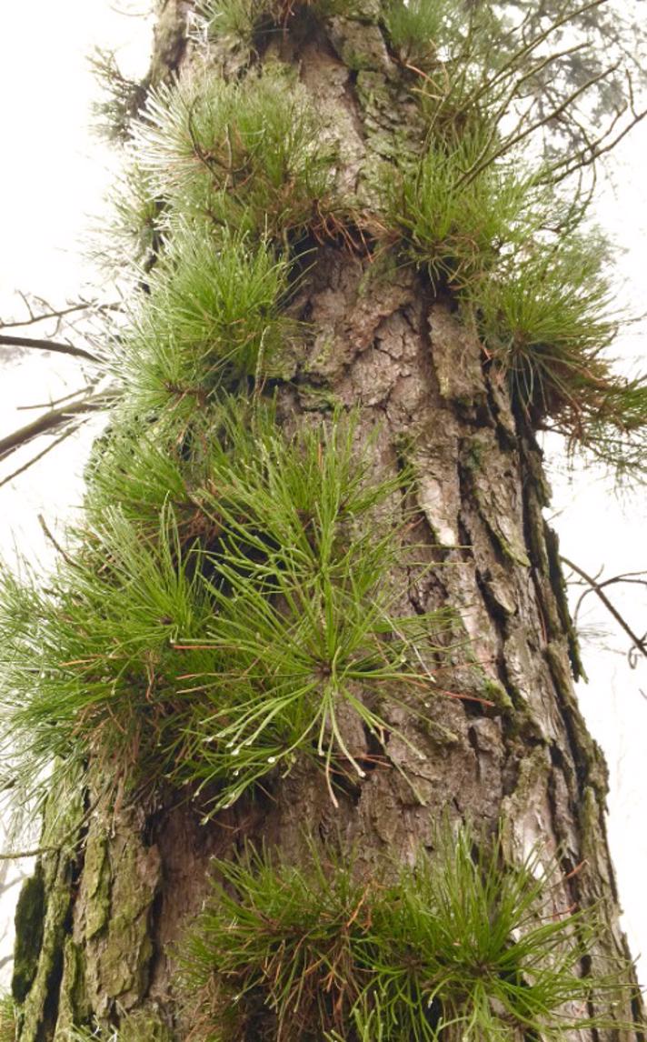 Beg-Fyr (Pinus rigida)