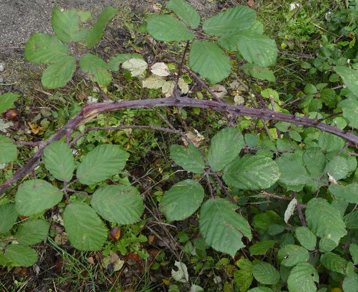 Elmebladet Brombær (Rubus ulmifolius)