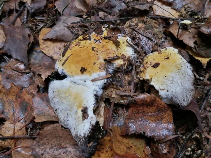 Hypomyces sp.