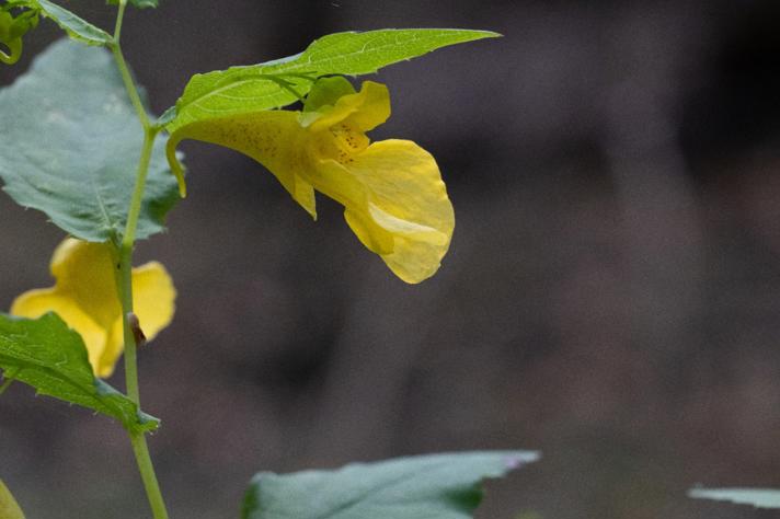 Spring-Balsamin