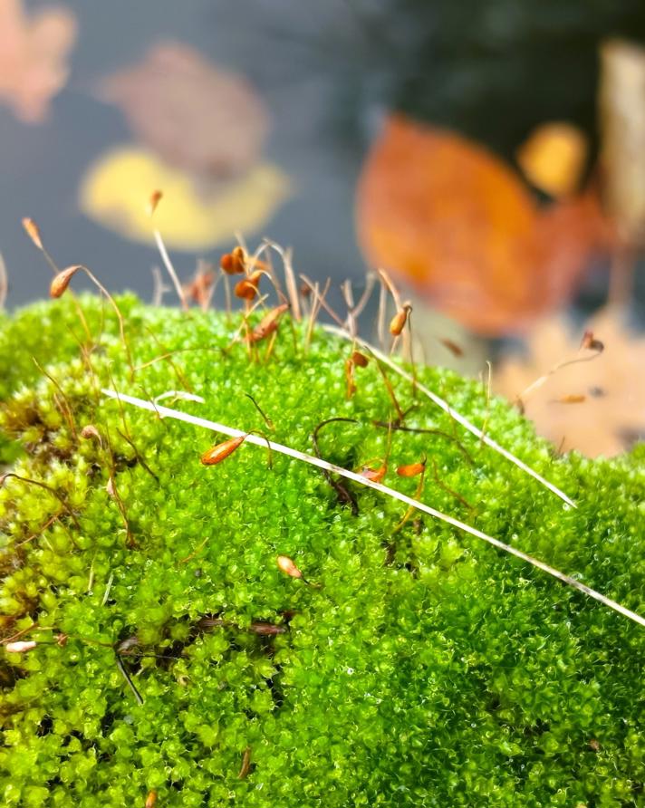 Hårspidset Bryum