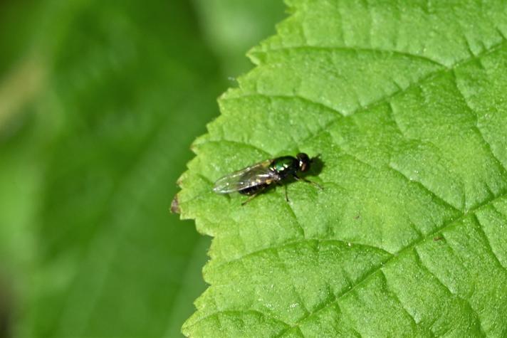 Microchrysa sp.