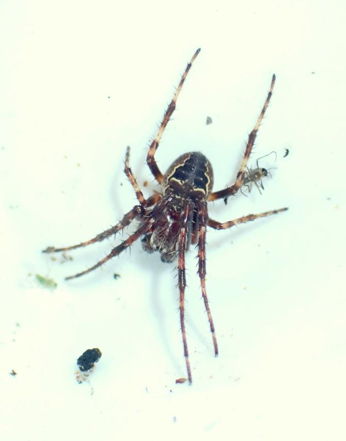 Larinioides patagiatus (Larinioides patagiatus)