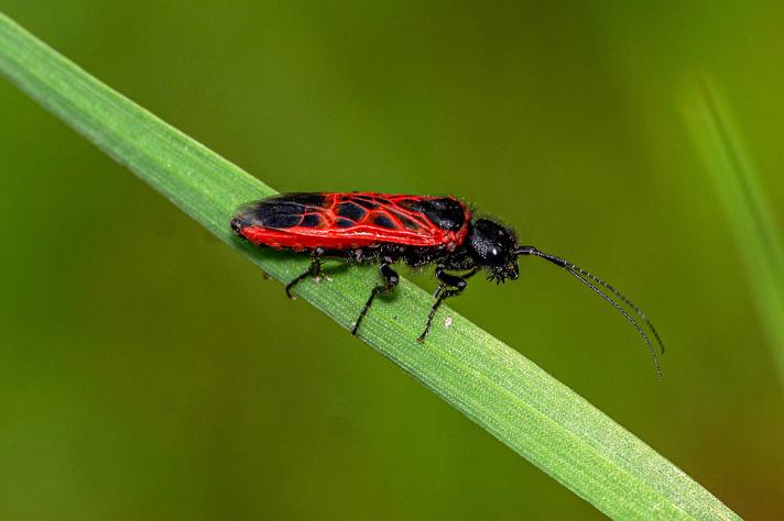 Caenolyda reticulata