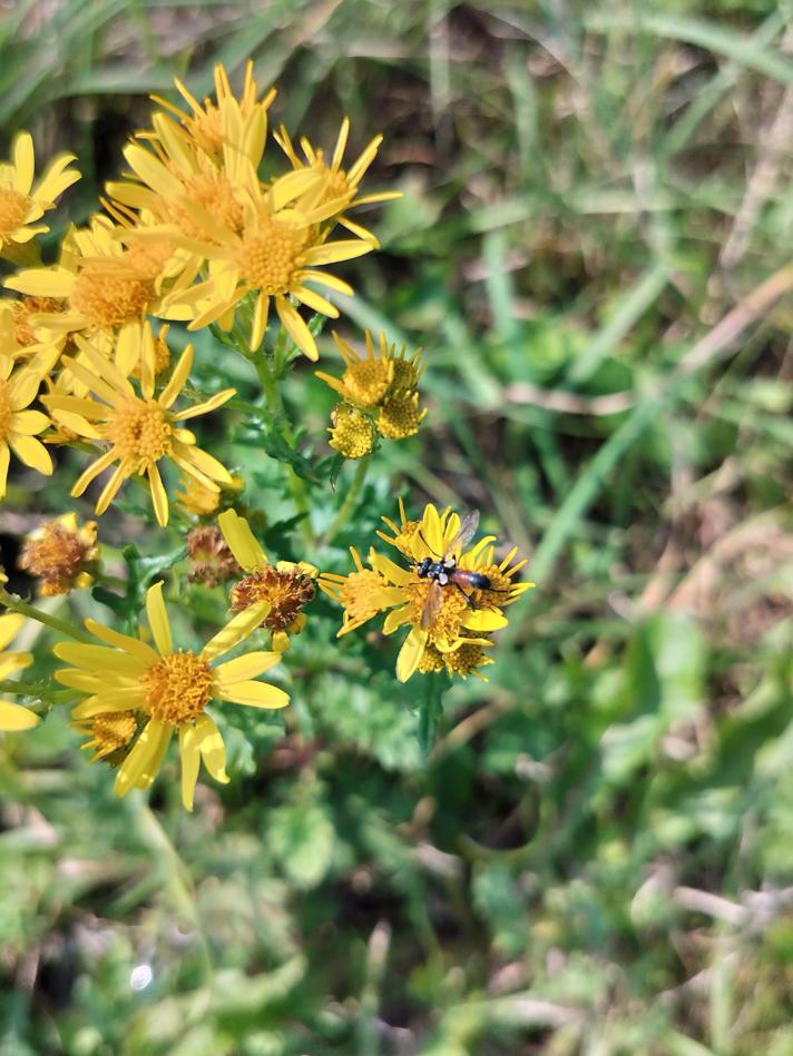 Cylindromyia brassicaria