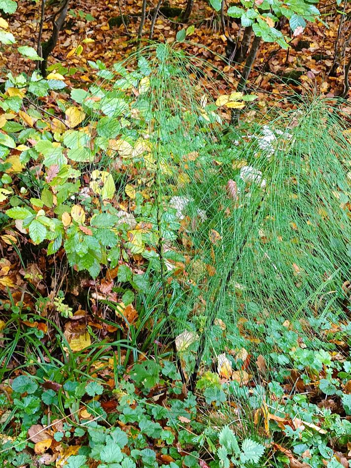 Elfenbens-Padderok