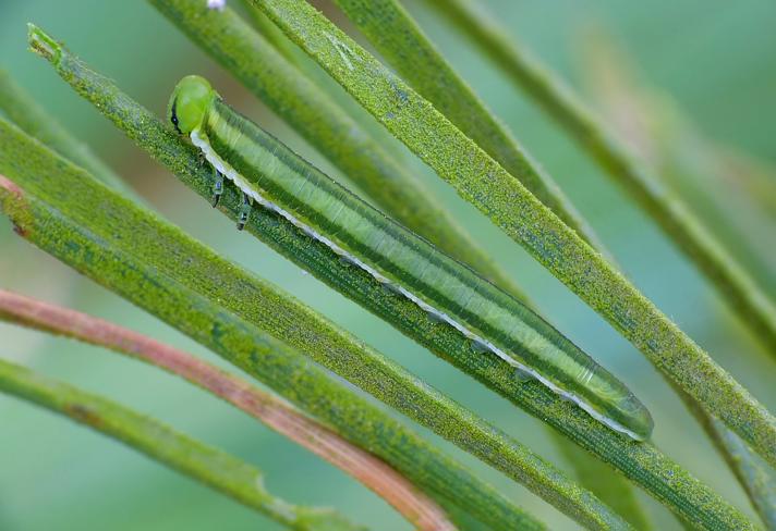 Gilpinia virens