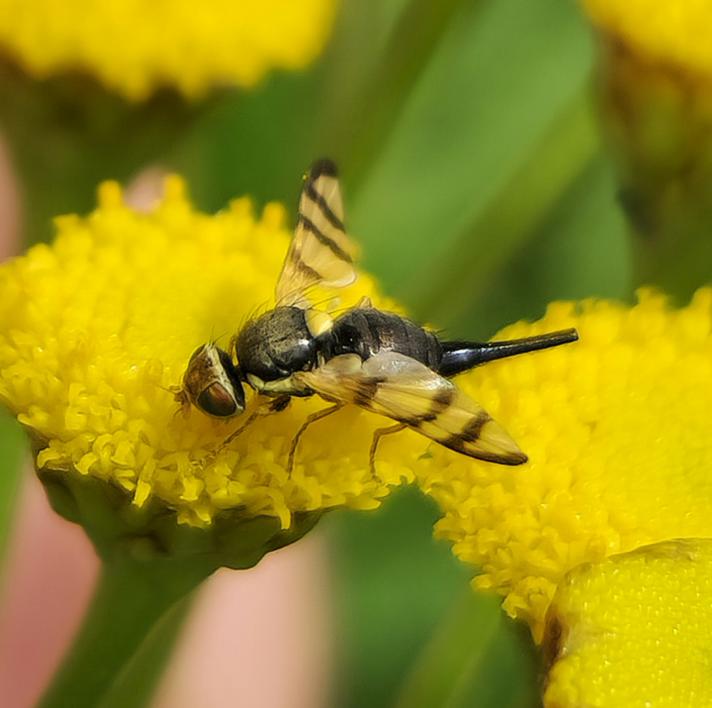 Urophora solstitialis