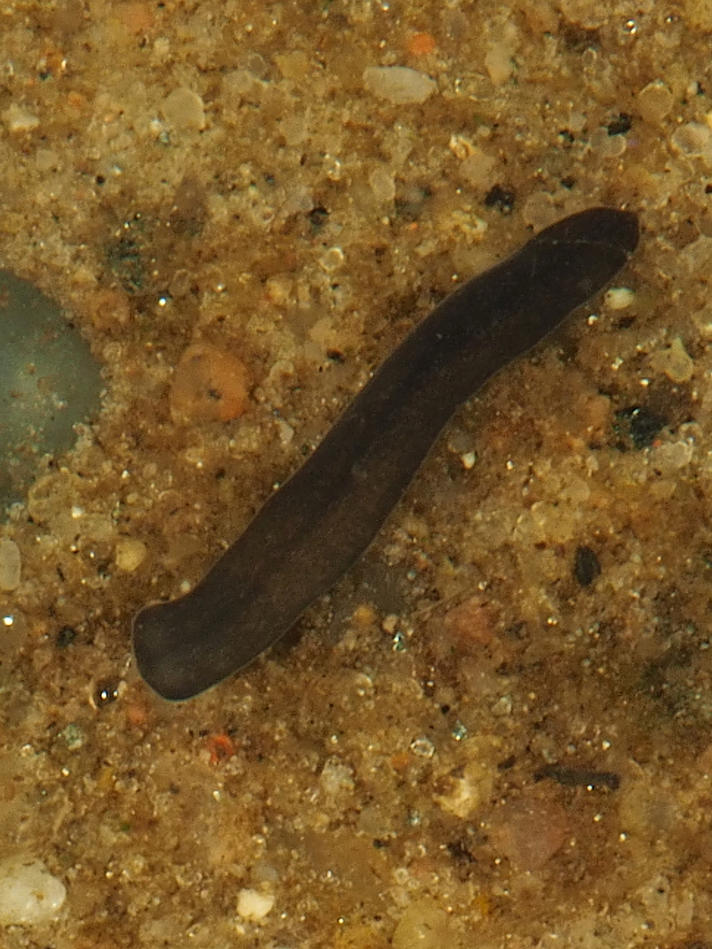 Polycelis nigra