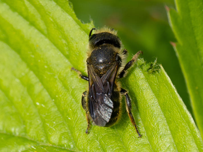 Osmia sp.