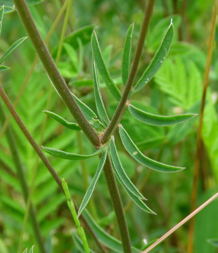 Almindelig Rundbælg (Anthyllis vulneraria ssp. carpatica)
