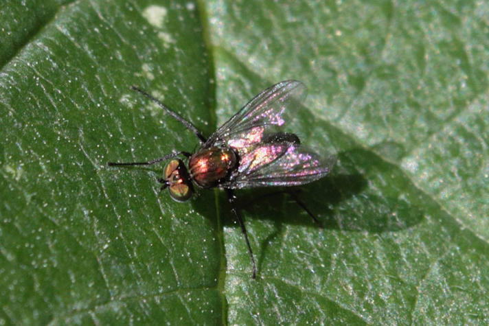 Chrysotus sp.