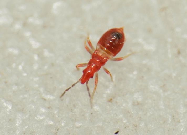 Loricula sp.