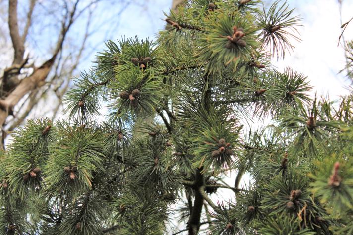 Fransk Bjerg-Fyr (Pinus mugo ssp. uncinata)