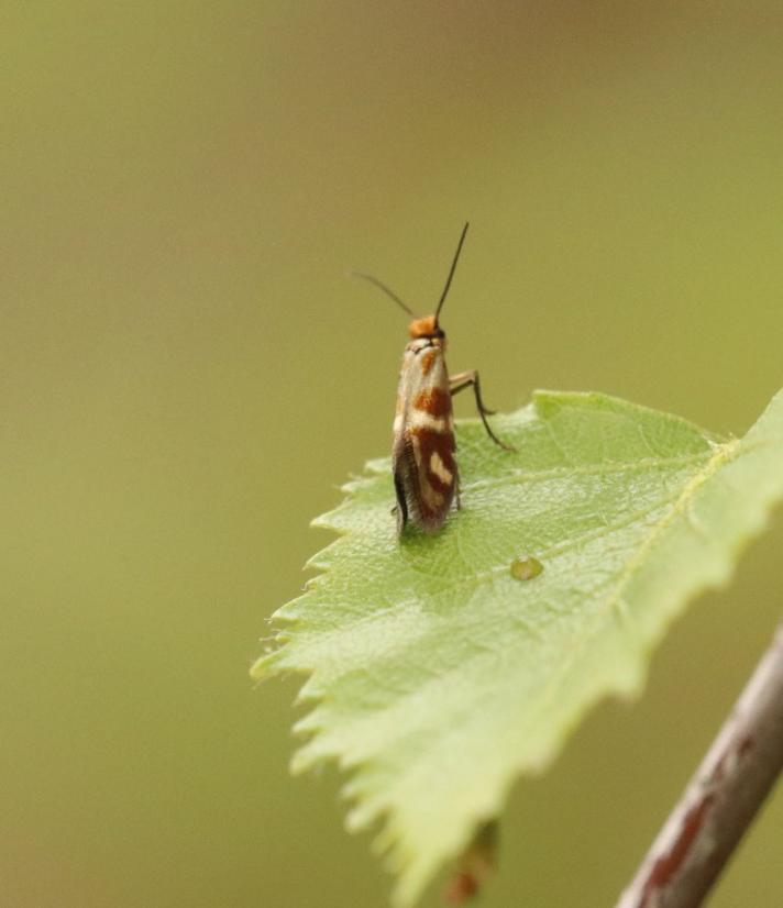 Micropterix osthelderi