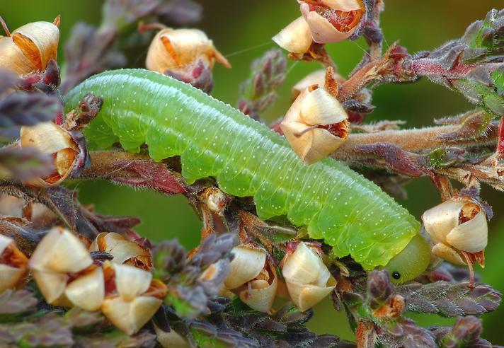 Tenthredopsis friesei